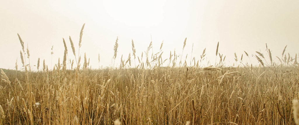 Wheat Field