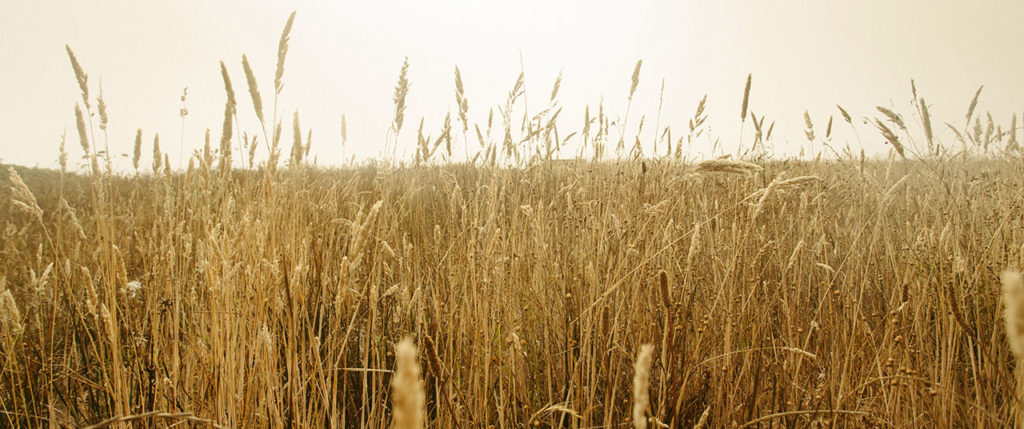 wheat field