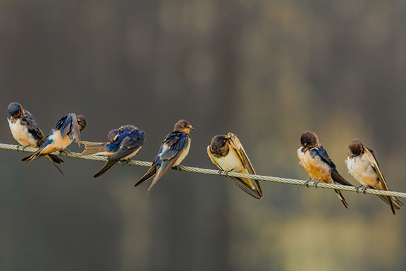 Swallows on line by Hassan Pasha Unsplash