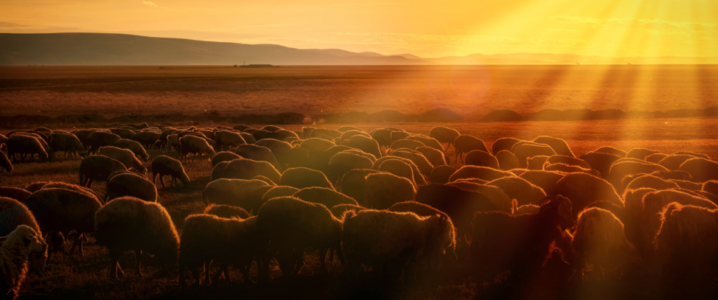 Sheep in Sunset